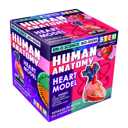 心臟模型