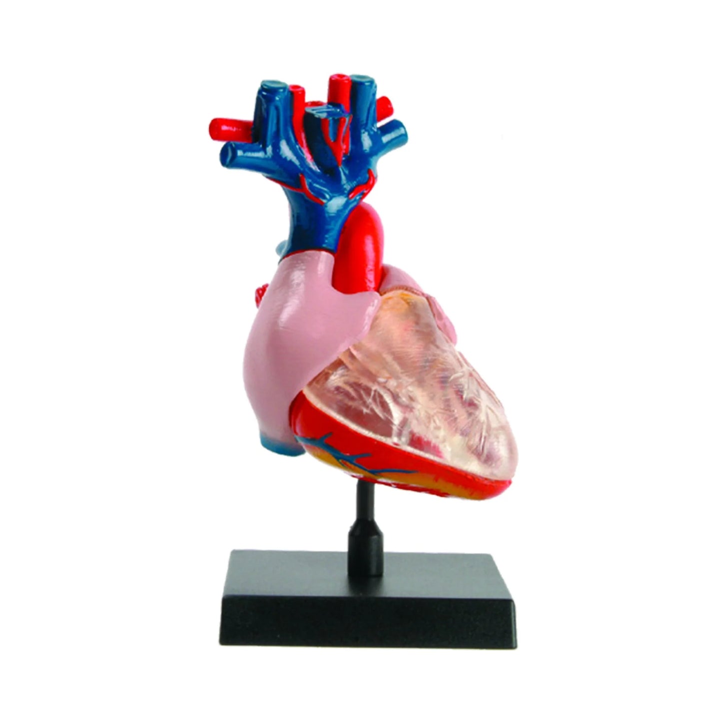 HEART MODEL